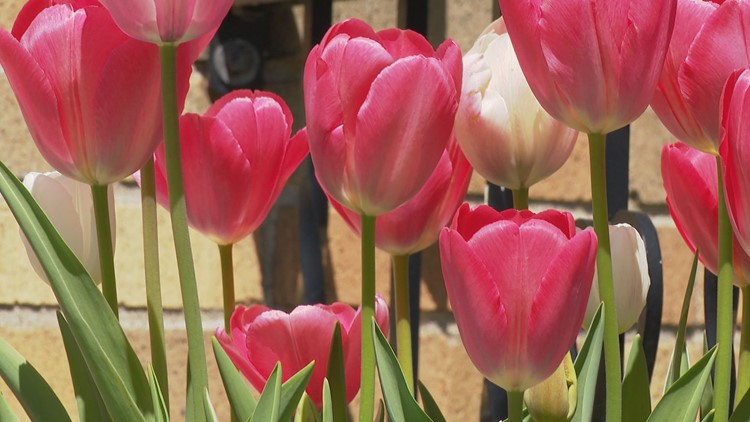 Detail Gambar Bunga Tulip Dan Penjelasannya Nomer 52