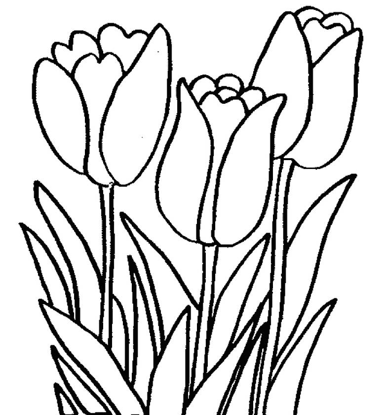 Detail Gambar Bunga Tulip Untuk Mewarnai Nomer 12