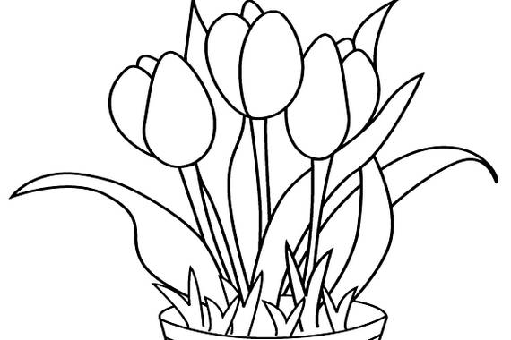 Detail Gambar Bunga Tulip Untuk Mewarnai Nomer 13