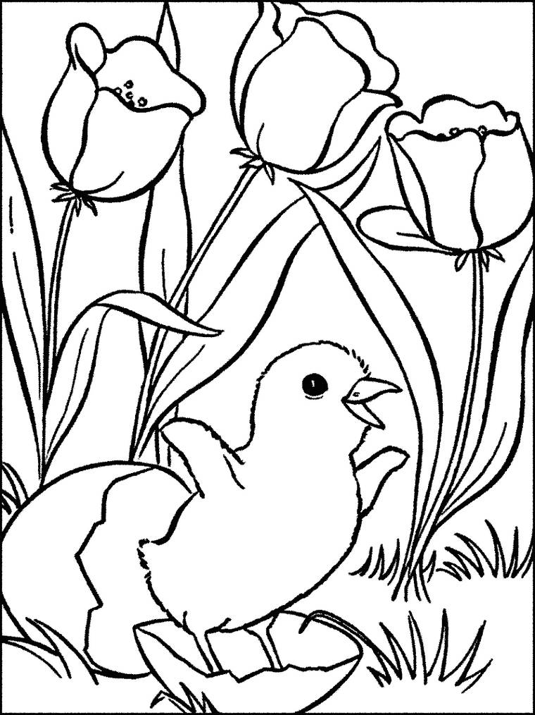 Detail Gambar Bunga Tulip Untuk Mewarnai Nomer 21