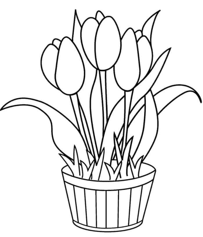 Detail Gambar Bunga Tulip Untuk Mewarnai Nomer 6