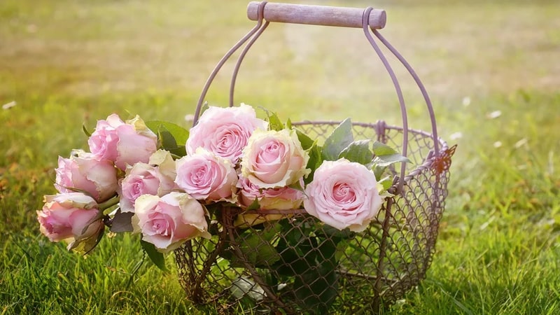 Detail Gambar Bunga Ucapan Selamat Pagi Romantis Nomer 32