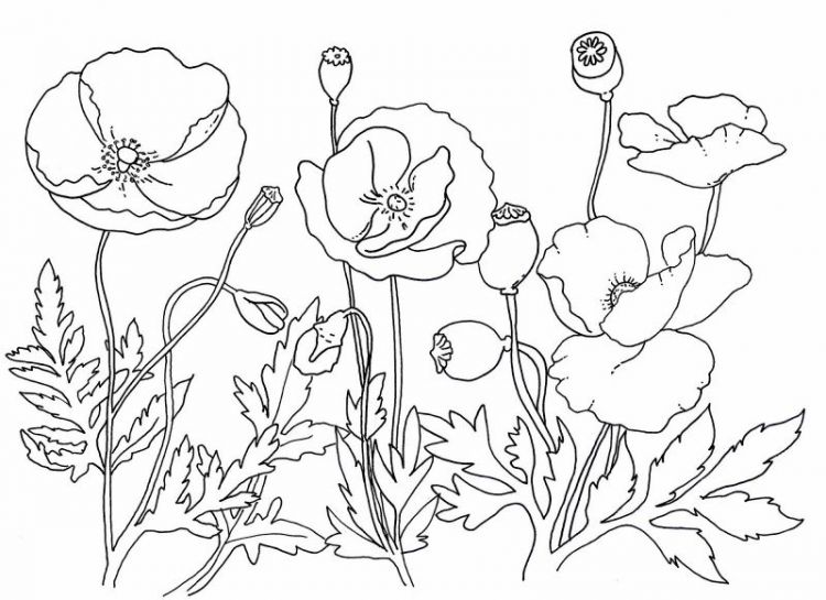 Detail Gambar Bunga Untuk Diwarnai Anak Sd Nomer 40