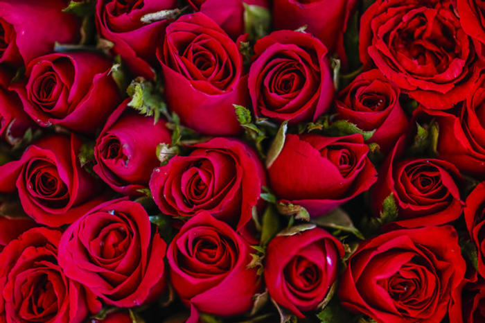 Detail Gambar Bunga Untuk Kekasih Hati Nomer 27
