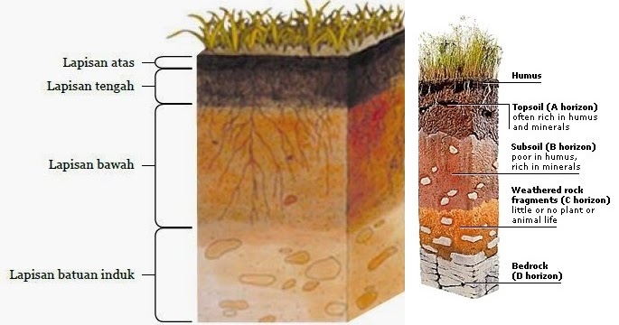 Detail Gambar Bunga Venus Dan Penjelasannya Nomer 31