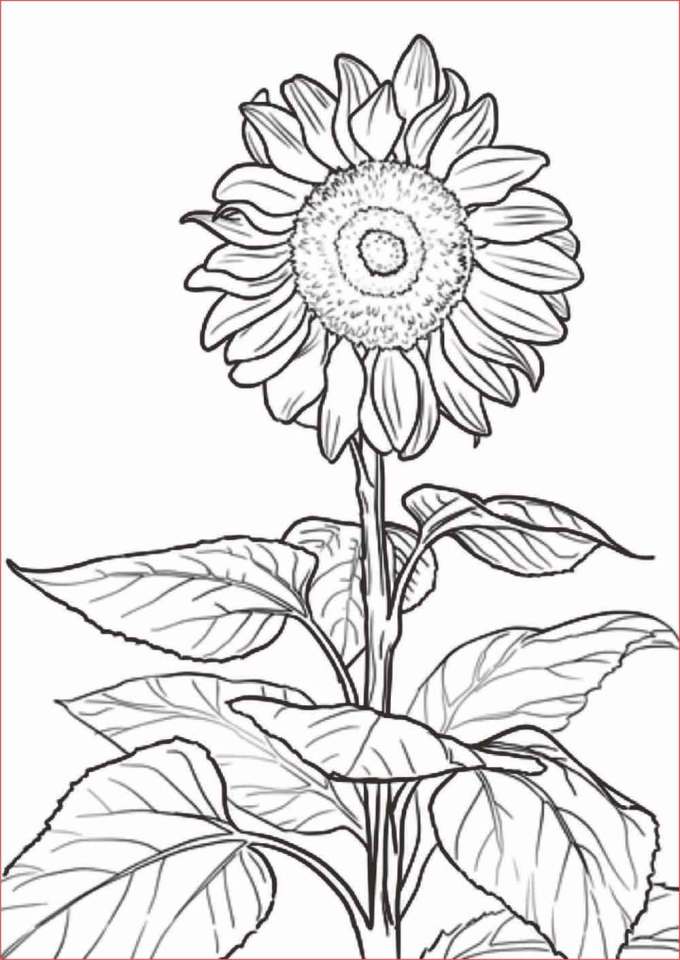 Detail Gambar Bunga Yang Gampang Untuk Digambar Nomer 31