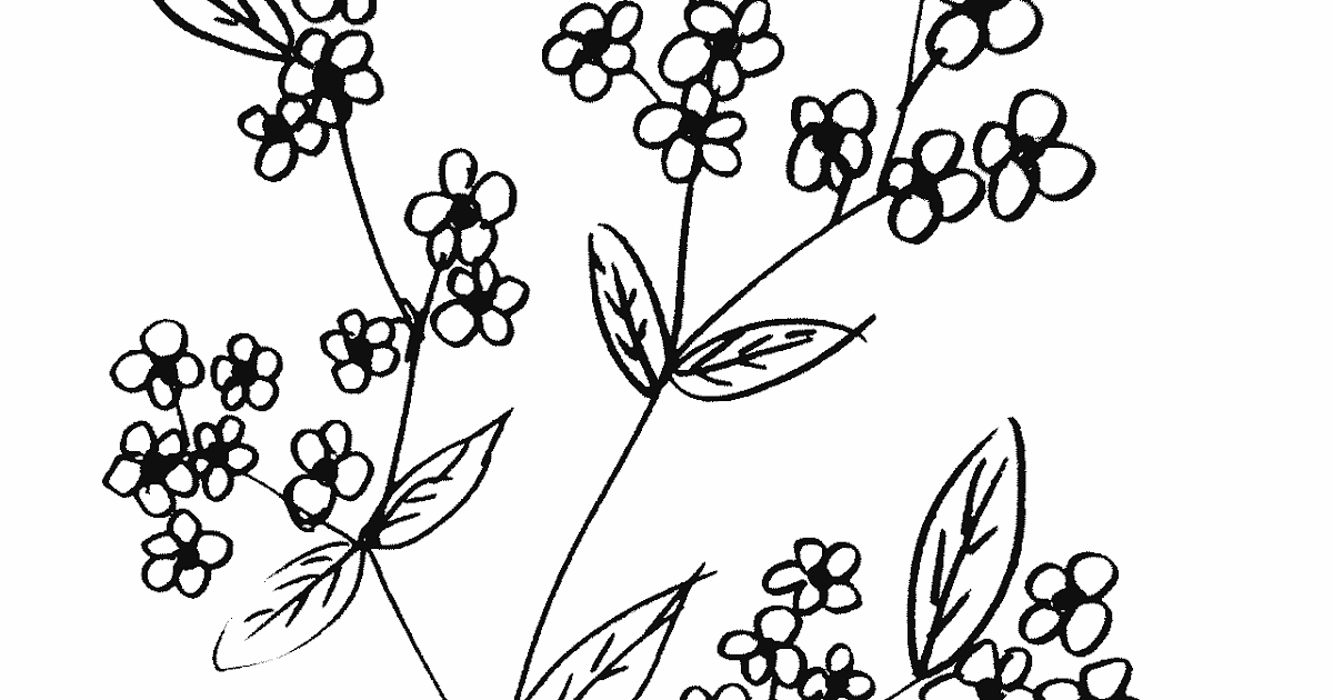 Detail Gambar Bunga Yg Mudah Untuk Digambar Nomer 23