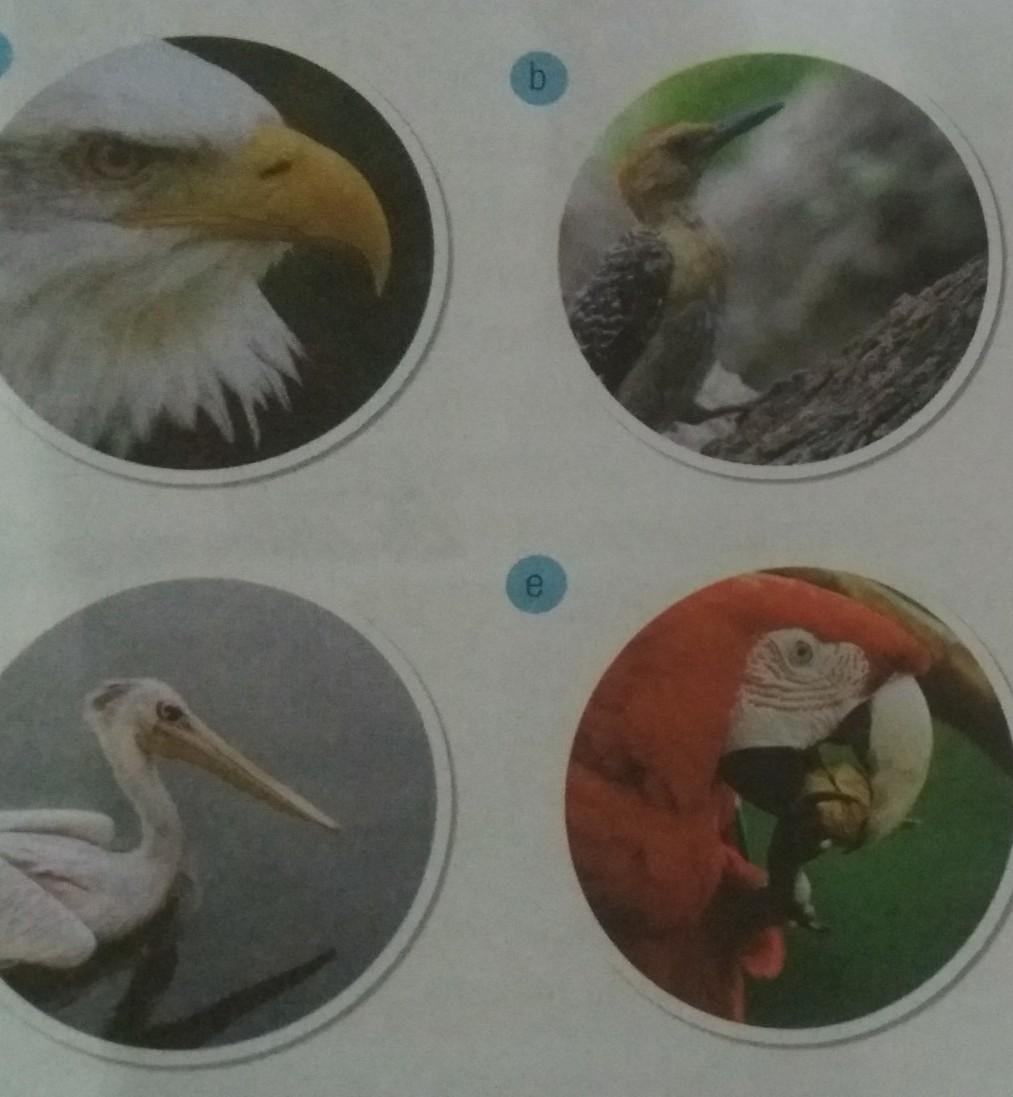 Detail Gambar Burung Beserta Makanannya Nomer 21