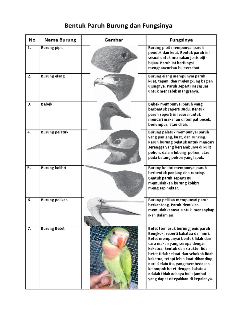 Detail Gambar Burung Beserta Makanannya Nomer 38