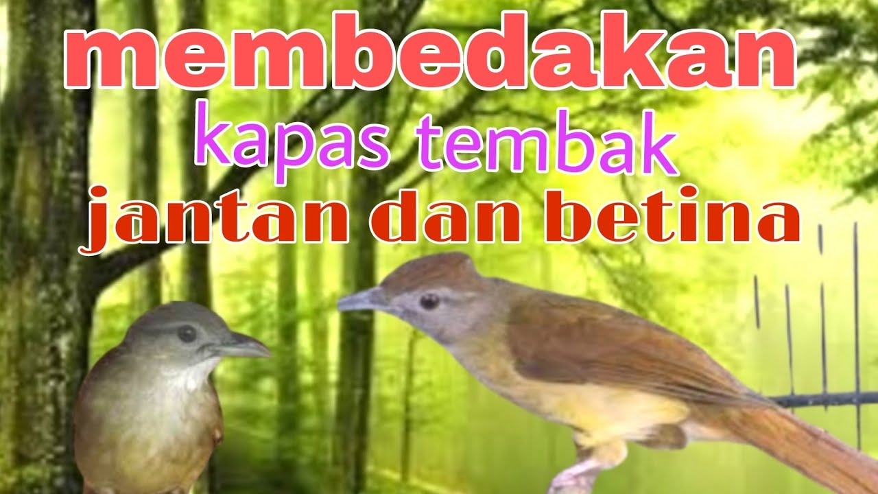 Gambar Burung Kapas Tembak Jantan Dan Betina - KibrisPDR