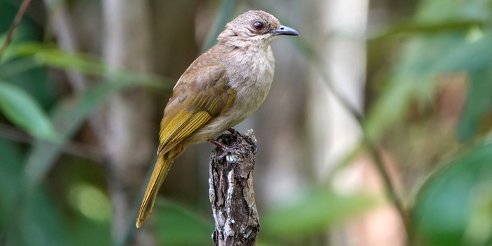 Detail Gambar Burung Kapas Tembak Jantan Dan Betina Nomer 12