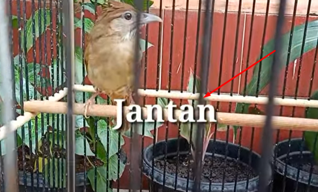 Detail Gambar Burung Kapas Tembak Jantan Dan Betina Nomer 13