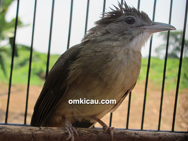 Detail Gambar Burung Kapas Tembak Jantan Dan Betina Nomer 15