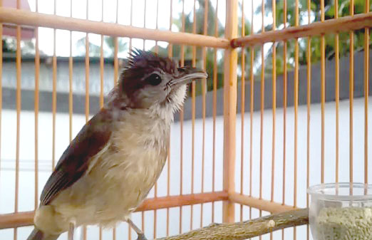 Detail Gambar Burung Kapas Tembak Jantan Dan Betina Nomer 21