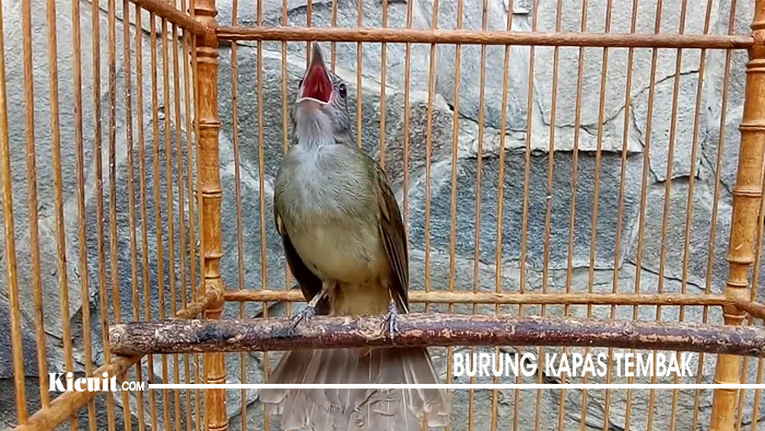 Detail Gambar Burung Kapas Tembak Jantan Dan Betina Nomer 32