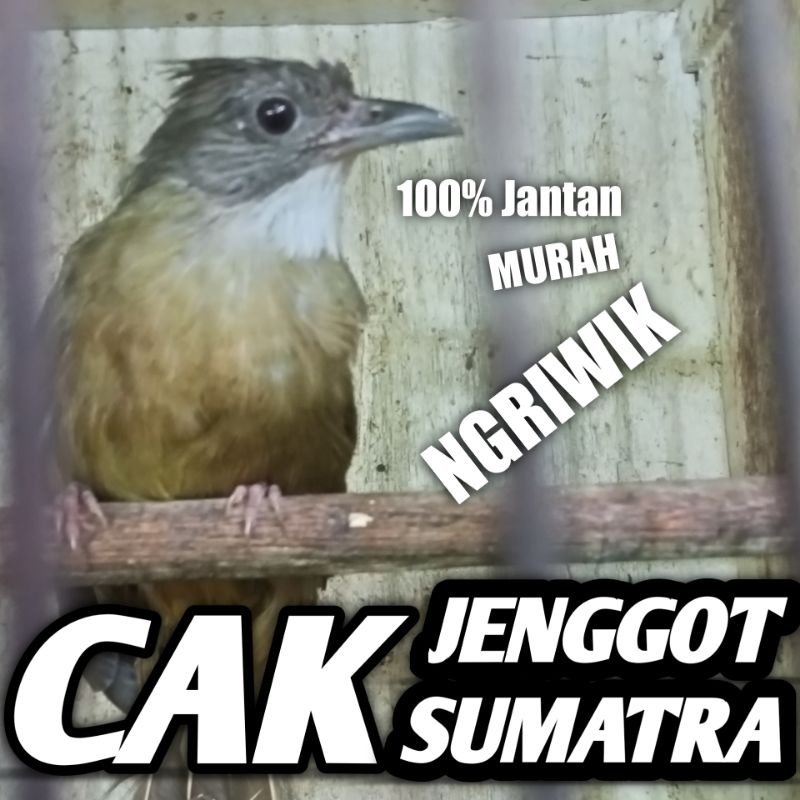 Detail Gambar Burung Kapas Tembak Jantan Dan Betina Nomer 40