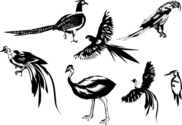 Detail Gambar Burung Manusia Nomer 31