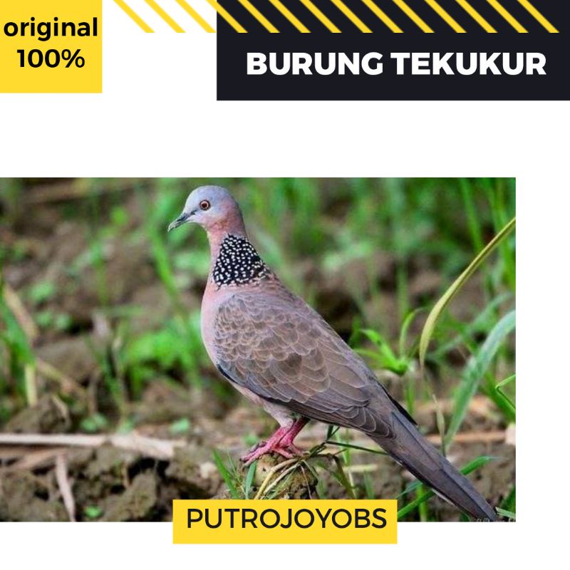 Detail Gambar Burung Tekukur Nomer 25