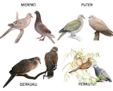 Detail Gambar Burung Tekukur Nomer 40