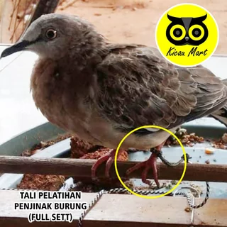 Detail Gambar Burung Tekukur Nomer 47