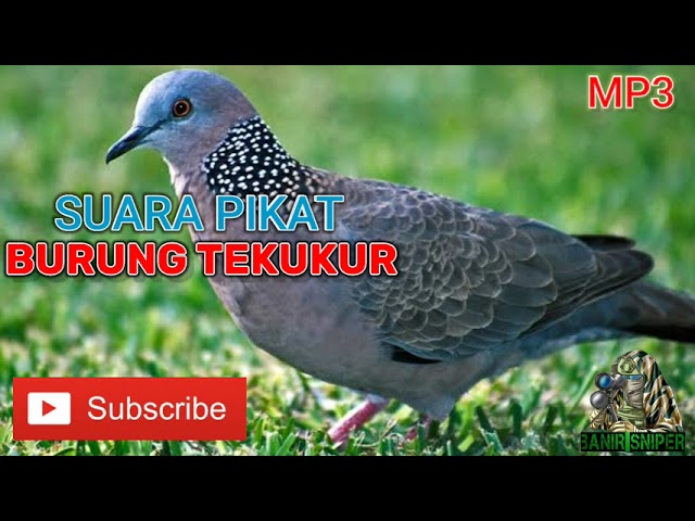 Detail Gambar Burung Tekukur Nomer 50