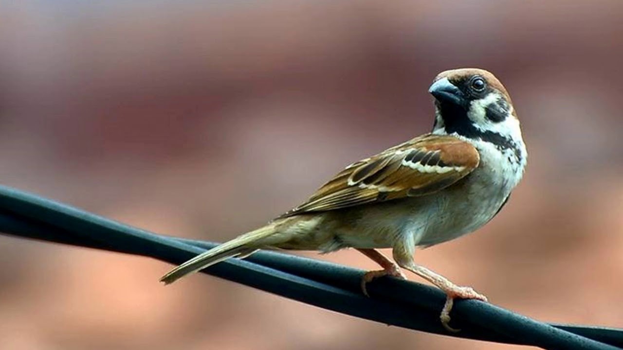 Detail Gambar Burung Untuk Gereja Nomer 19