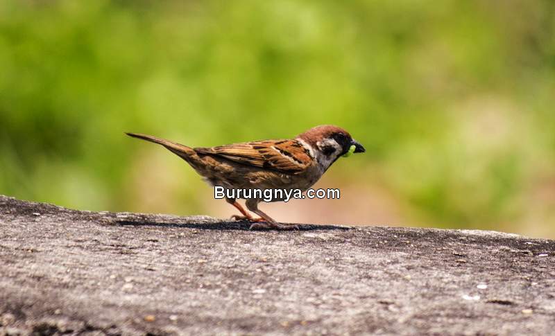 Detail Gambar Burung Untuk Gereja Nomer 29