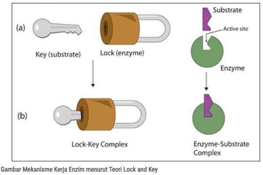 Detail Gambar Cara Kerja Enzim Nomer 22