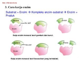 Detail Gambar Cara Kerja Enzim Nomer 31