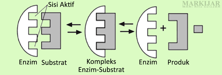 Detail Gambar Cara Kerja Enzim Nomer 37