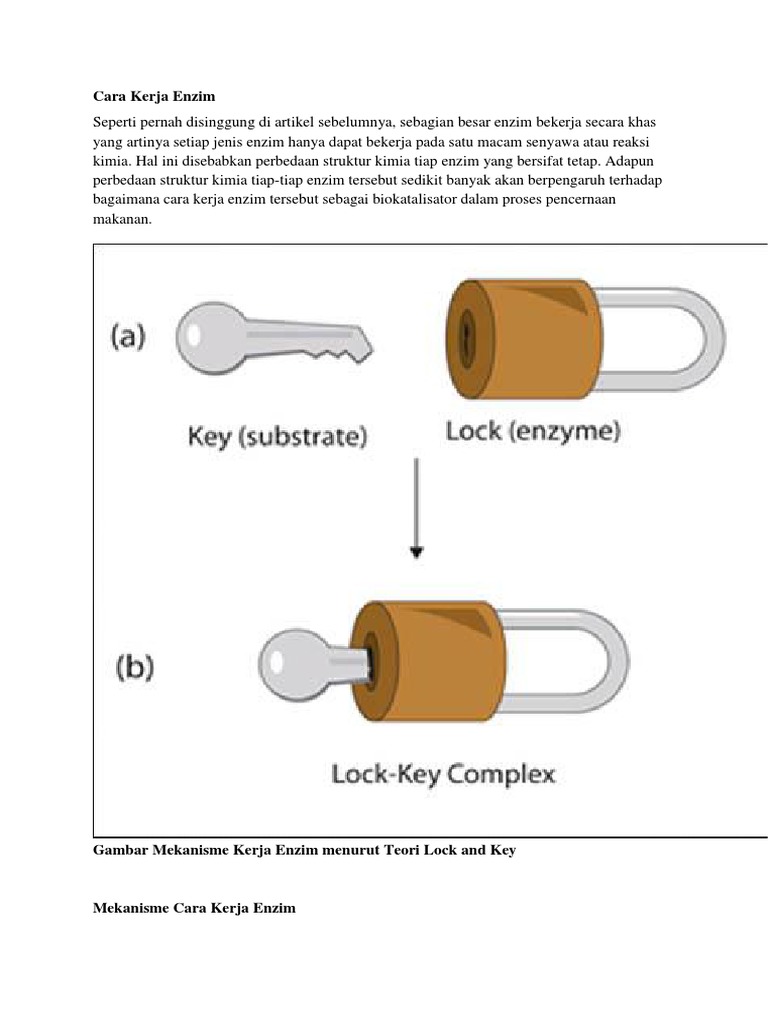 Detail Gambar Cara Kerja Enzim Nomer 48
