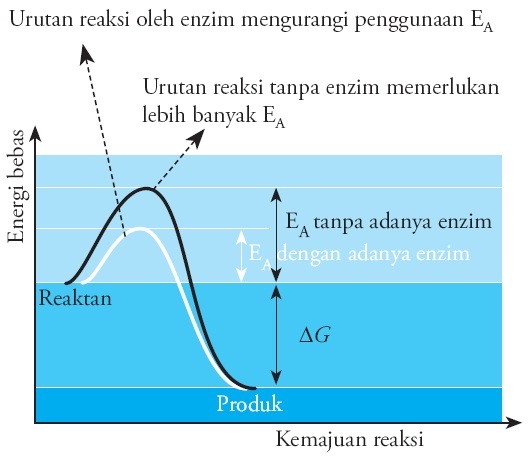 Detail Gambar Cara Kerja Enzim Nomer 52