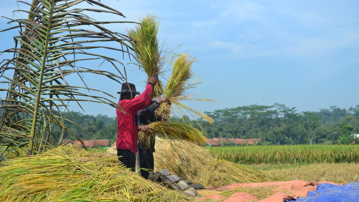 Detail Gambar Cara Menanam Padi Nomer 6