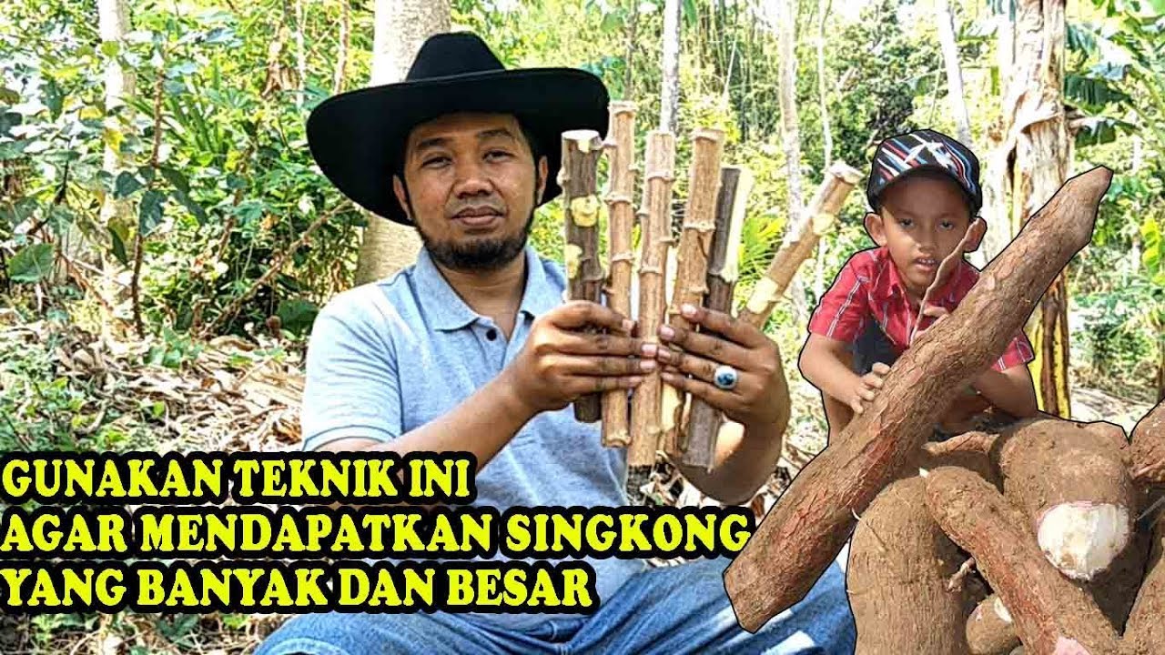 Detail Gambar Cara Menanam Singkong Nomer 28