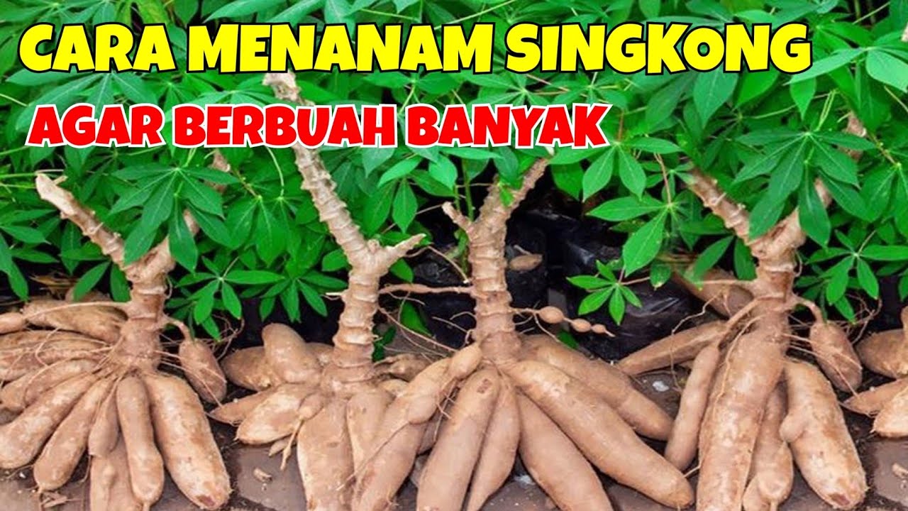 Detail Gambar Cara Menanam Singkong Nomer 34