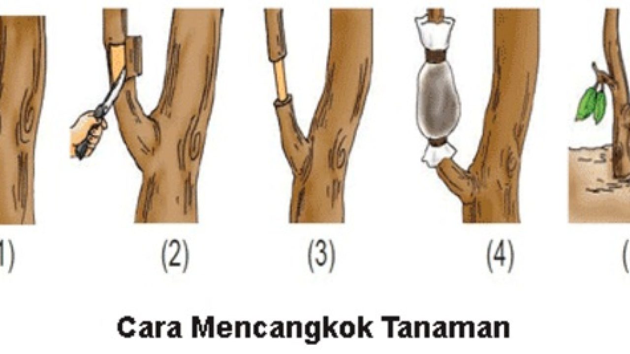 Gambar Cara Mencangkok - KibrisPDR