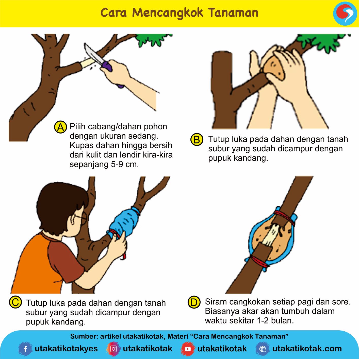 Detail Gambar Cara Mencangkok Nomer 2