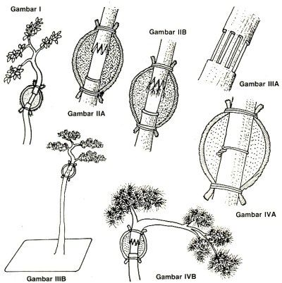 Detail Gambar Cara Mencangkok Nomer 16