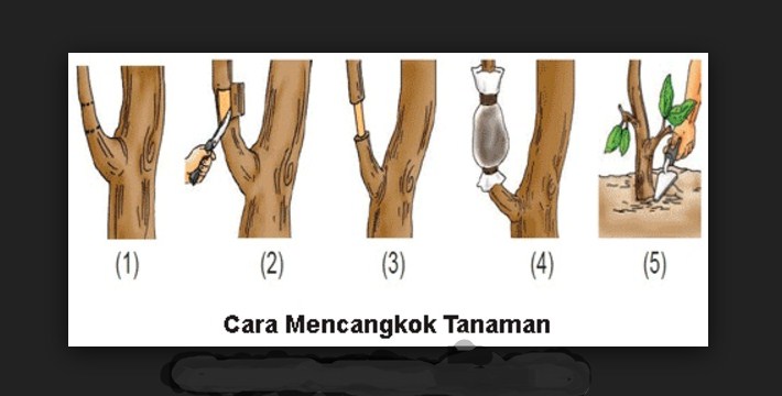 Detail Gambar Cara Mencangkok Nomer 17