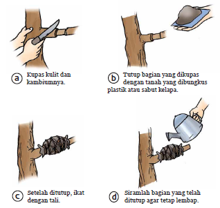 Detail Gambar Cara Mencangkok Nomer 3