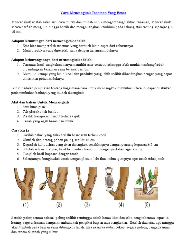 Detail Gambar Cara Mencangkok Nomer 21