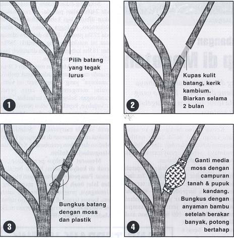 Detail Gambar Cara Mencangkok Nomer 22