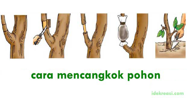 Detail Gambar Cara Mencangkok Nomer 4