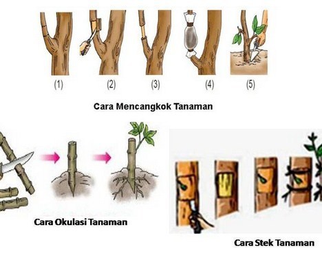 Detail Gambar Cara Mencangkok Nomer 7