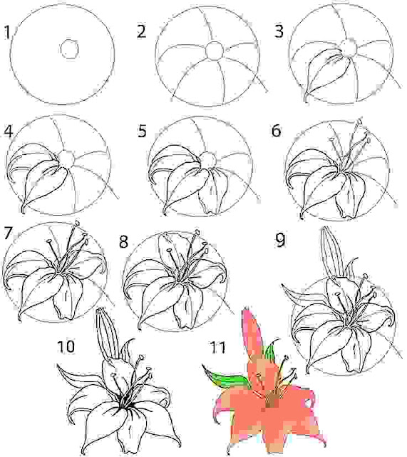 Detail Gambar Cara Menggambar Bunga Lili Nomer 15