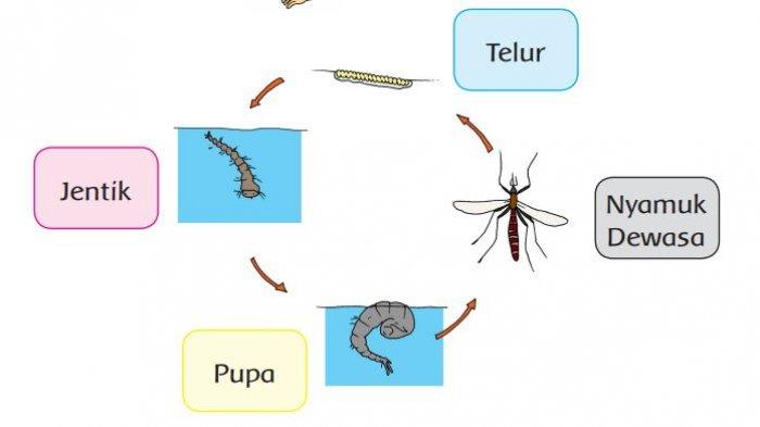 Detail Gambar Cara Pencegahan Perkembangbiakan Nyamuk Nomer 11