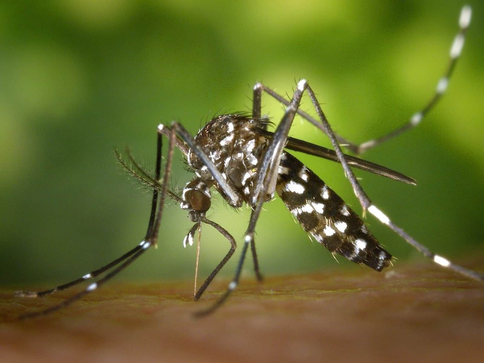 Detail Gambar Cara Pencegahan Perkembangbiakan Nyamuk Nomer 15