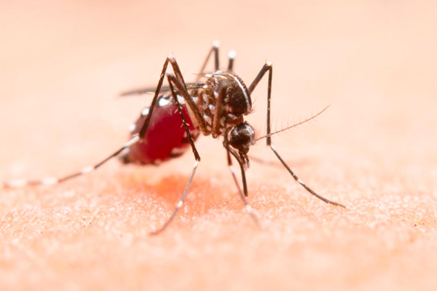 Detail Gambar Cara Pencegahan Perkembangbiakan Nyamuk Nomer 25