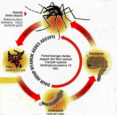 Detail Gambar Cara Pencegahan Perkembangbiakan Nyamuk Nomer 43