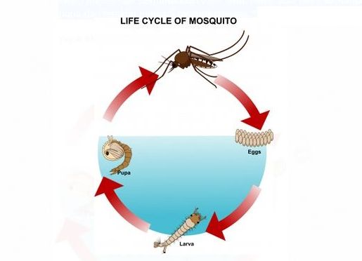 Detail Gambar Cara Pencegahan Perkembangbiakan Nyamuk Nomer 8